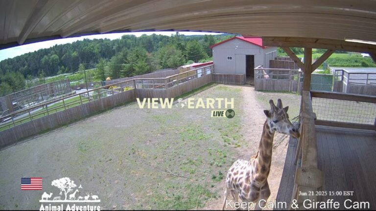 Live webcam Giraffes Cam, NY.