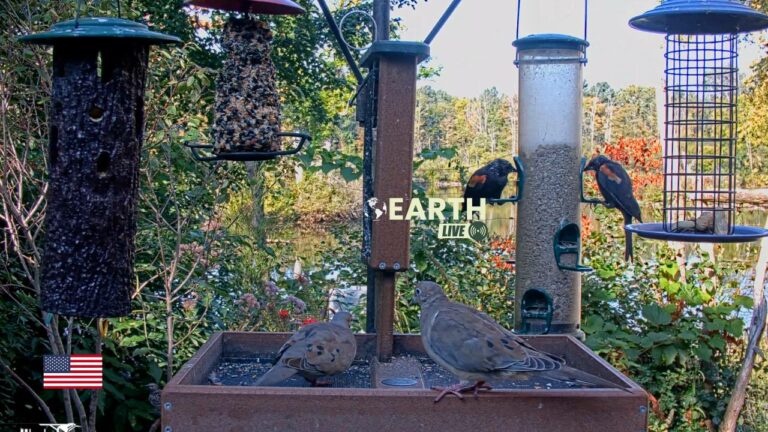 Cornell Lab Feeder Live HD Webcam, Sapsucker Woods, Ithaca, NY, USA.