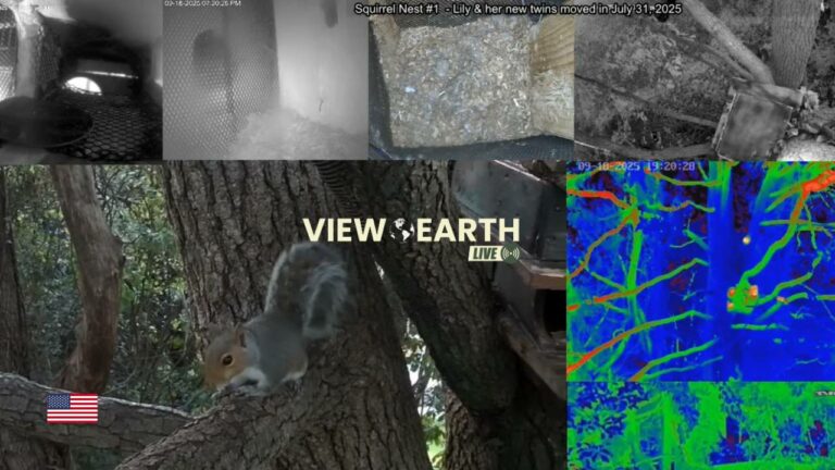 Squirrel Wonderland Webcams, Washington, D.C., USA.